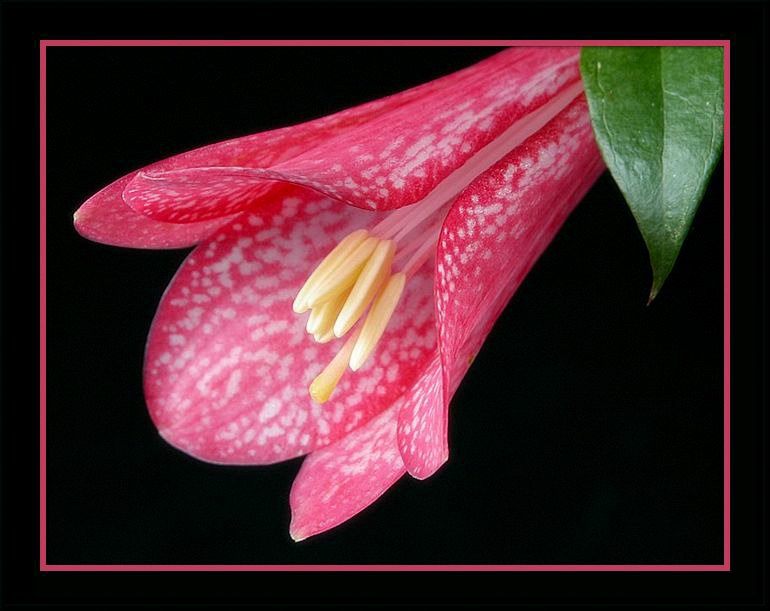 photo "lapageria rosea" tags: nature, flowers