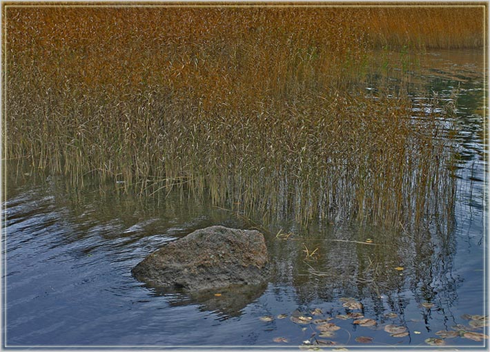 photo "Canes" tags: landscape, autumn, water