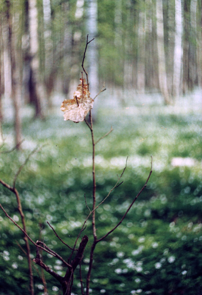 photo "***" tags: landscape, nature, forest