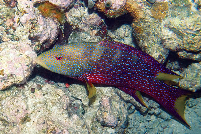 photo "Rainbow Grouper" tags: nature, underwater, wild animals