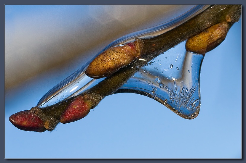 photo "Frozen Rain (19)" tags: macro and close-up, 