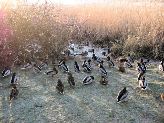 фото "a ducky meeting." метки: , 