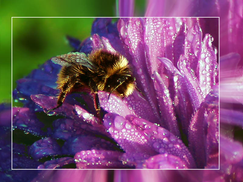 photo "Morning shower" tags: nature, insect