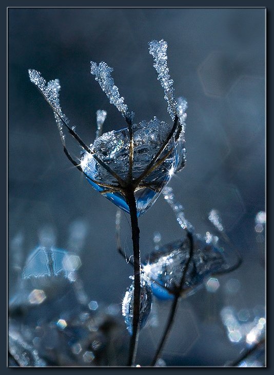 photo "Frozen Rain (20)" tags: macro and close-up, 