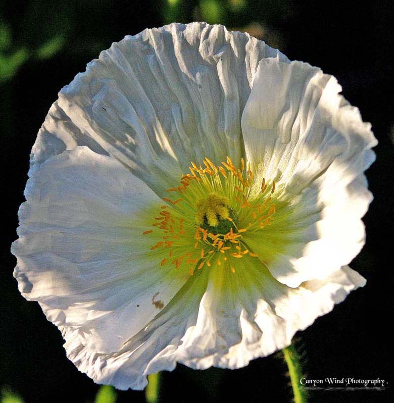 photo ""A White White Blossom fo all my Friends "." tags: nature, macro and close-up, flowers