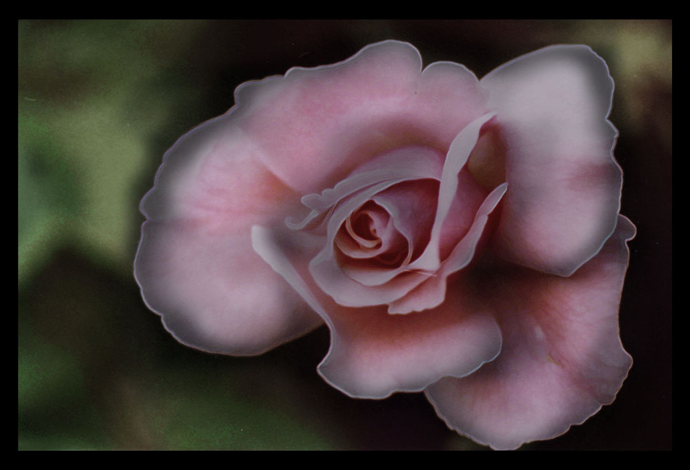 photo "a rose in its' highest point" tags: nature, macro and close-up, flowers
