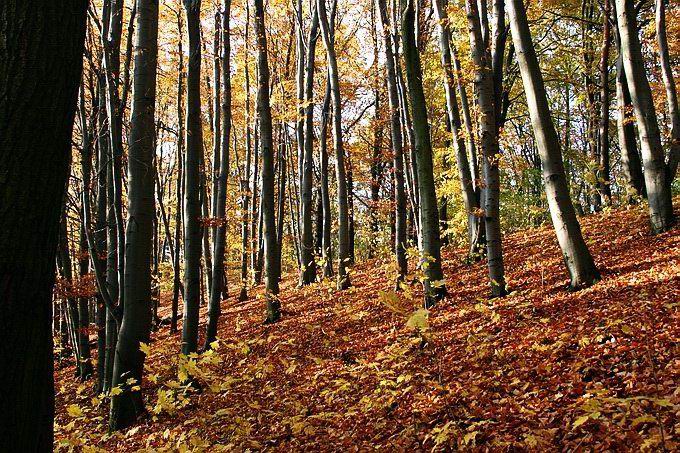 фото "Forrest" метки: пейзаж, 