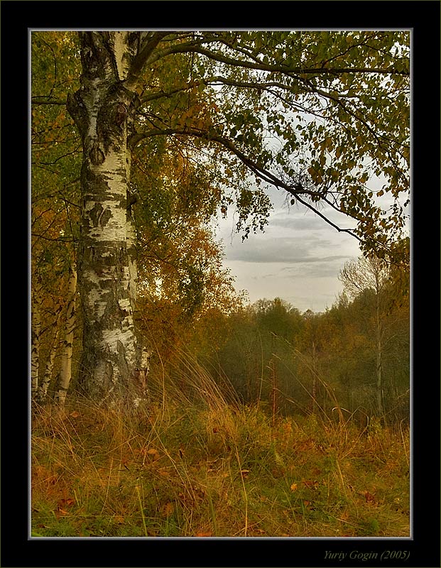 photo "Cheerless time #2" tags: landscape, autumn, forest