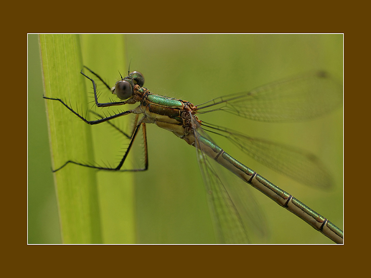 photo "Dragon" tags: macro and close-up, nature, insect