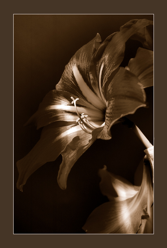 фото "Brown velvet" метки: черно-белые, 