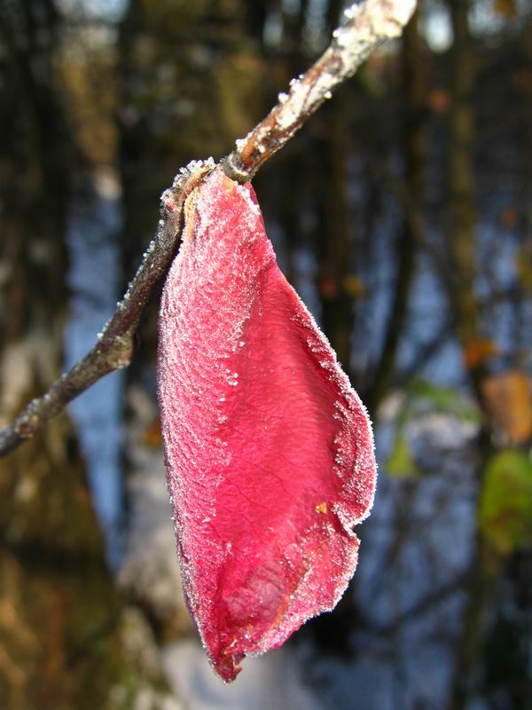 photo "Frozen Heart" tags: nature, macro and close-up, flowers