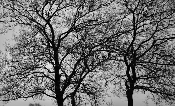 photo "Pen and ink" tags: landscape, black&white, winter