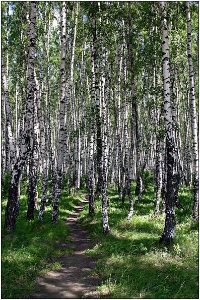 photo "In territory of white birches" tags: landscape, forest, summer