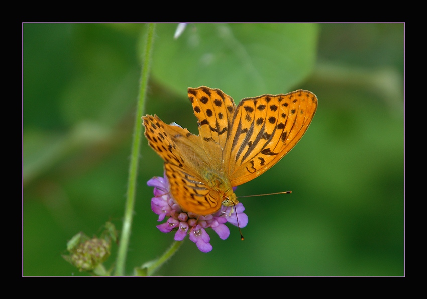 photo "La fin du Printemps" tags: nature, macro and close-up, insect