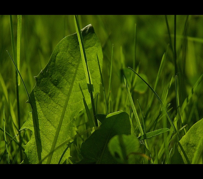 фото "Green day" метки: природа, макро и крупный план, 