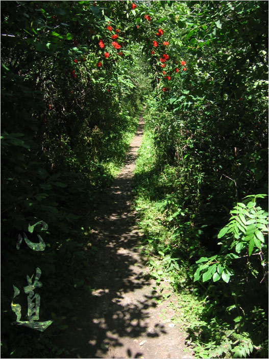 photo "Way of heart" tags: landscape, misc., forest