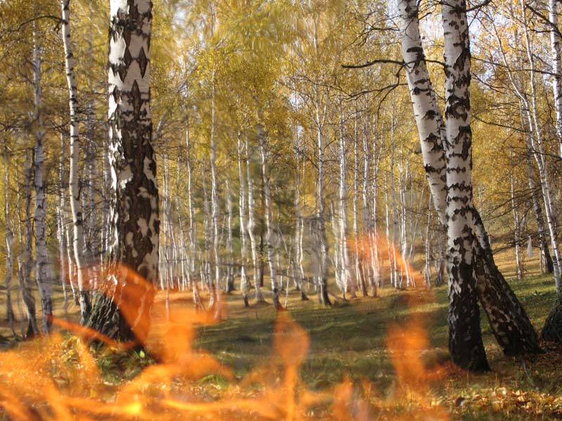 фото "Мирный огонь" метки: пейзаж, лес, осень