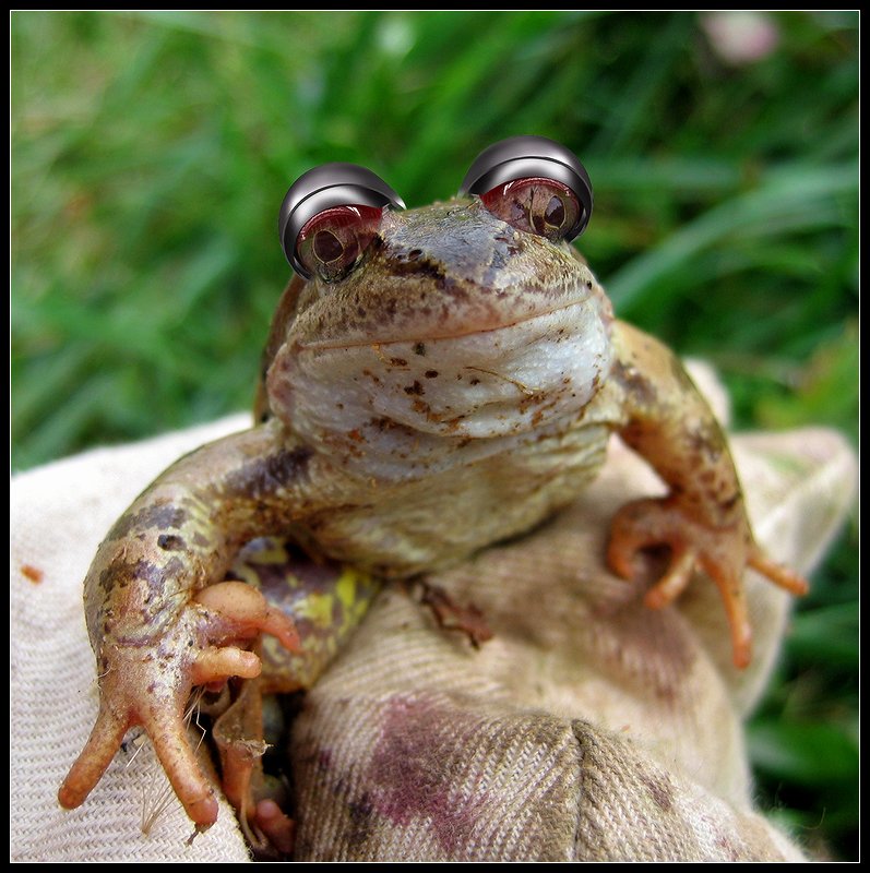 photo "Cyborg-frog for struggle against Cyborg-mosquitoes." tags: montage, humor, 