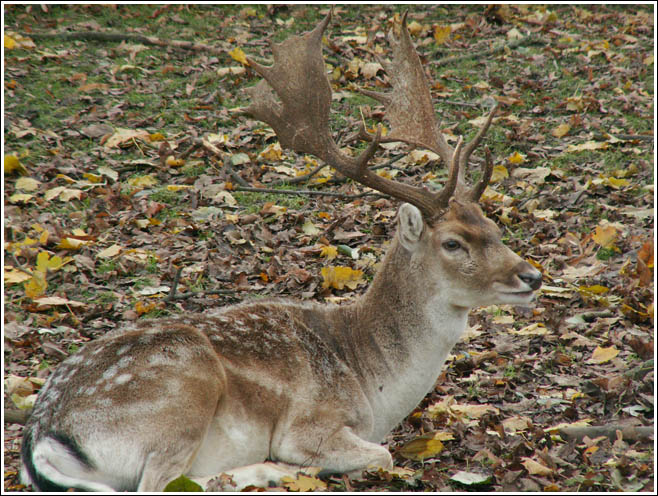 photo "Spotty deer" tags: nature, travel, Europe, wild animals