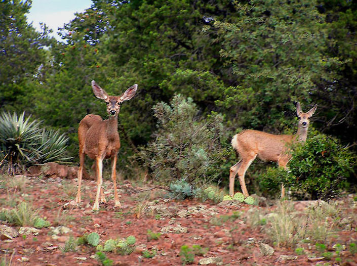 photo "Arizona Mule Deer" tags: nature, travel, North America, wild animals