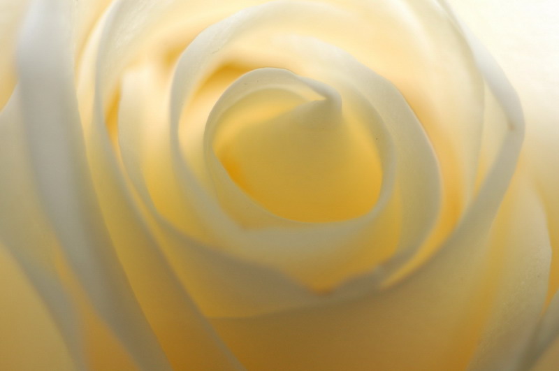 photo "Light" tags: macro and close-up, abstract, 