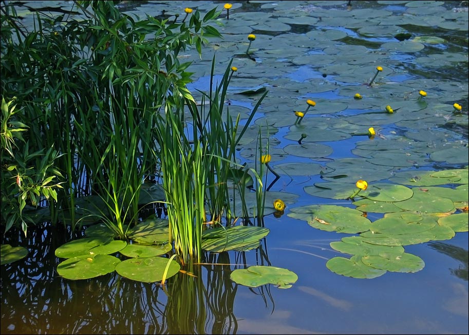 photo "Silent pond. Click on photo,  please))" tags: landscape, summer