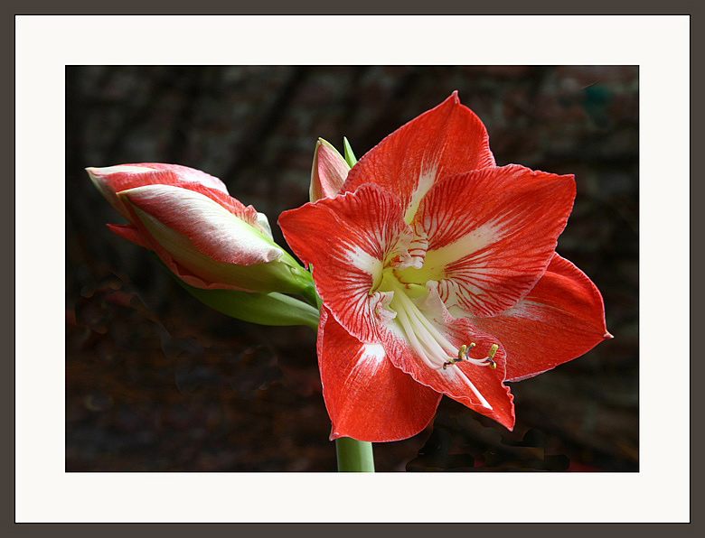 photo "Bright colours of midwinter" tags: nature, flowers