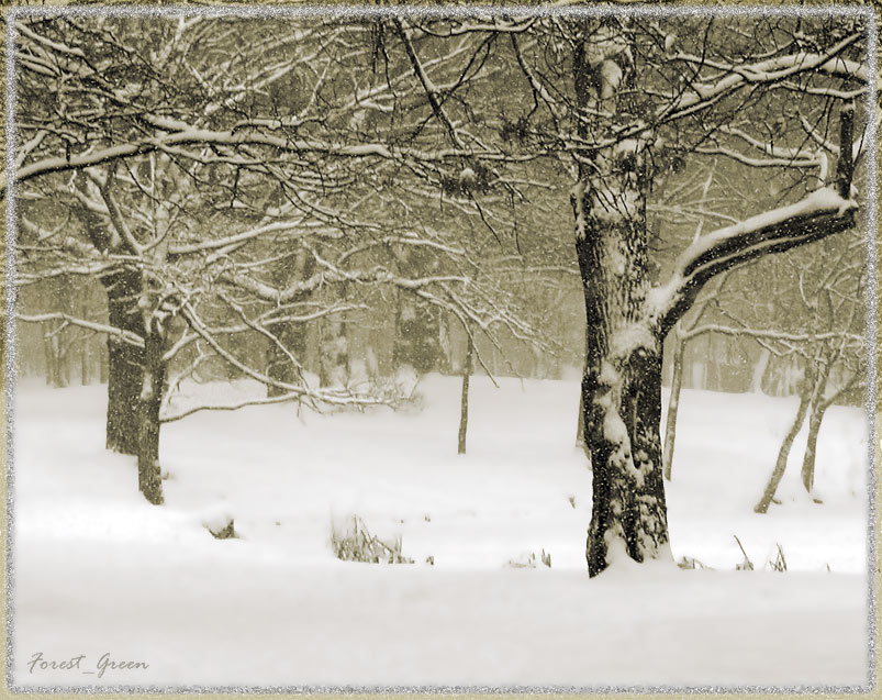 photo "Snowy slumber" tags: black&white, nature, 