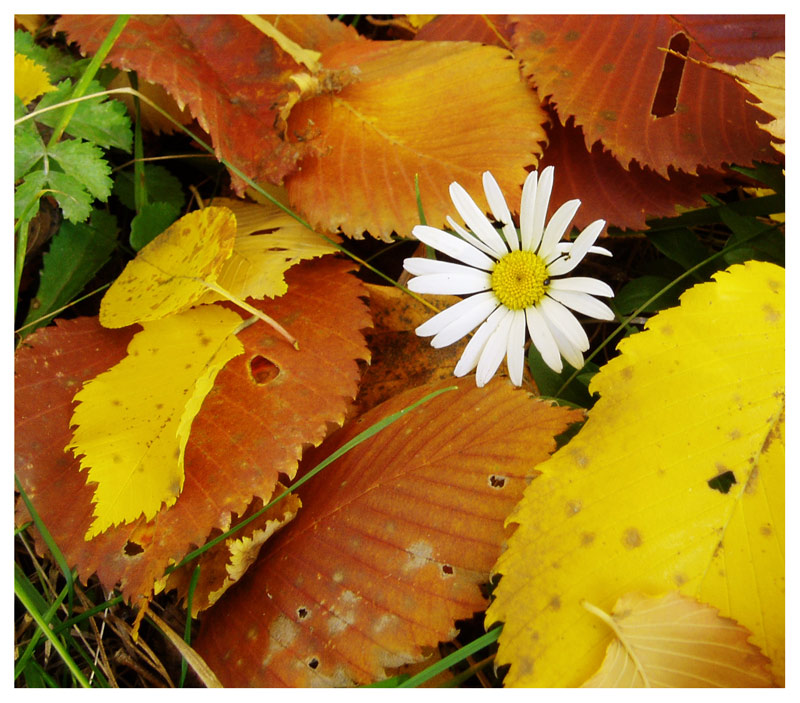 photo "Autumn ox-eye daisy" tags: nature, flowers