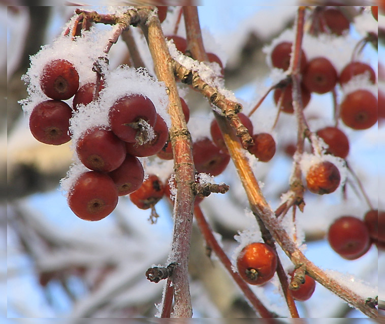photo "***" tags: nature, 
