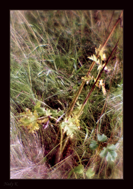 photo "About a weed..." tags: nature, flowers