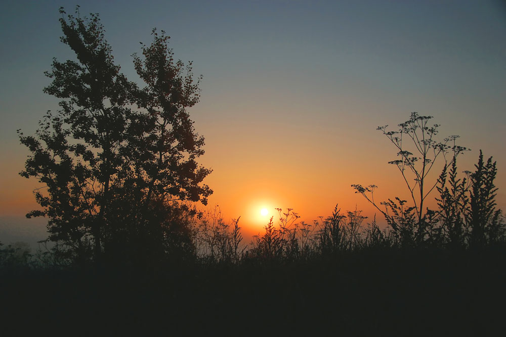 photo "Sunrise of a grass" tags: landscape, sunset