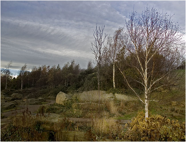 photo "White Birch (double post*)" tags: landscape, nature, 