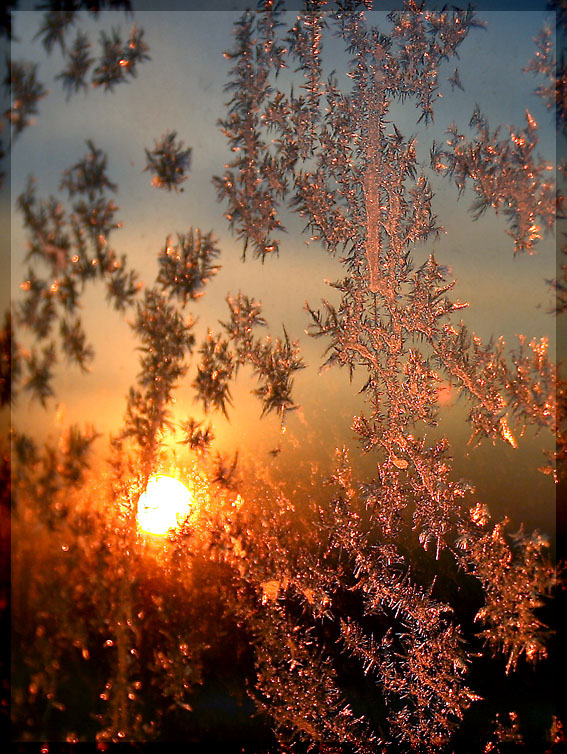 photo "Hoarfrost" tags: landscape, macro and close-up, winter