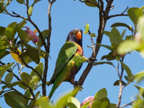 фото "parrot" метки: природа, дикие животные