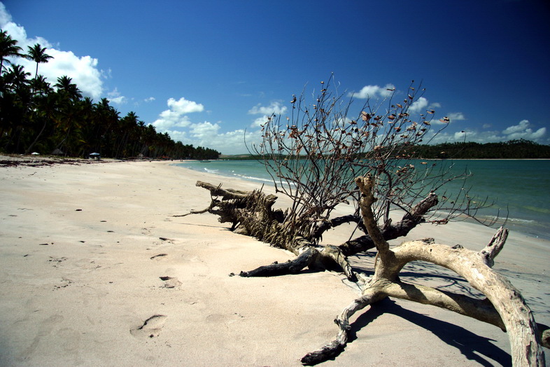 photo "Sand and Tree" tags: travel, nature, South America