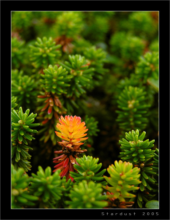 photo "Огонек" tags: macro and close-up, nature, flowers