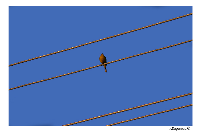 photo "Bird and gold lines" tags: nature, wild animals