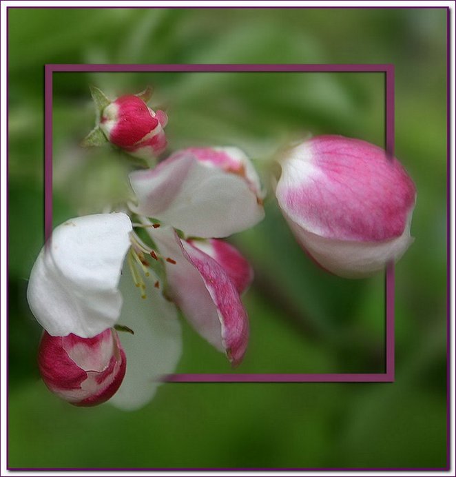 photo "Apple Flower" tags: nature, macro and close-up, flowers