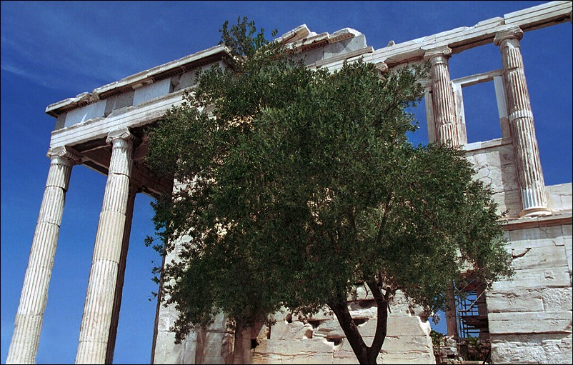 photo "The main tree in Athens" tags: architecture, travel, landscape, Europe