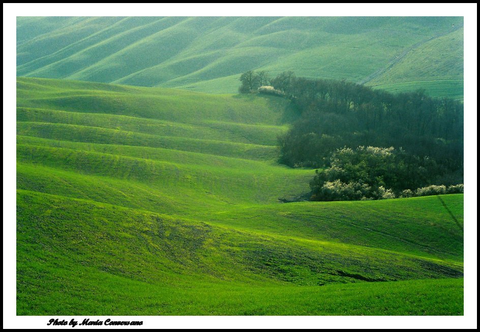 photo "Green Sinphony" tags: landscape, winter