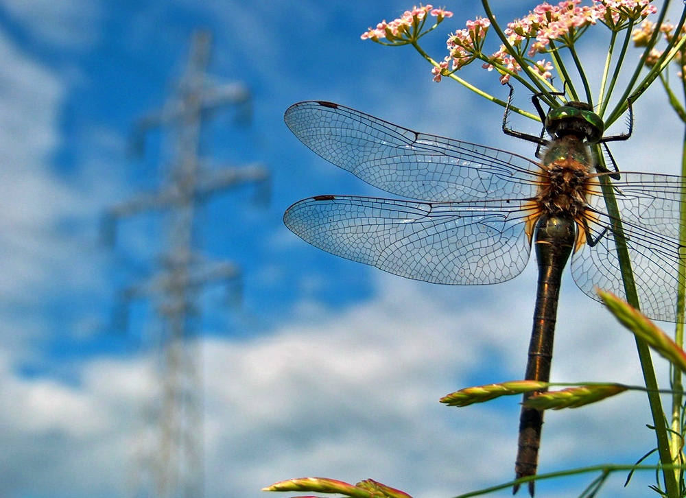 photo "Dragonfly size with..." tags: nature, macro and close-up, insect