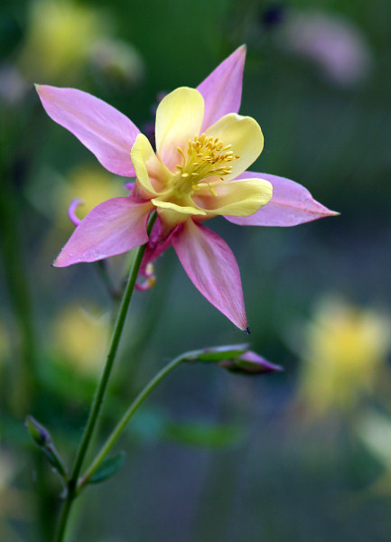 photo "***" tags: macro and close-up, nature, flowers