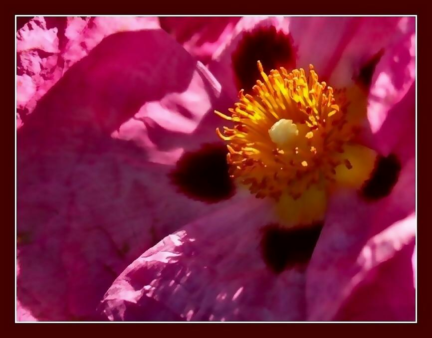 photo "Orange and Pink" tags: nature, flowers