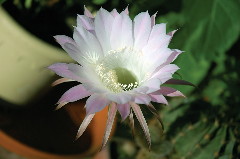 фото "Кактус зацвел" метки: природа, макро и крупный план, цветы
