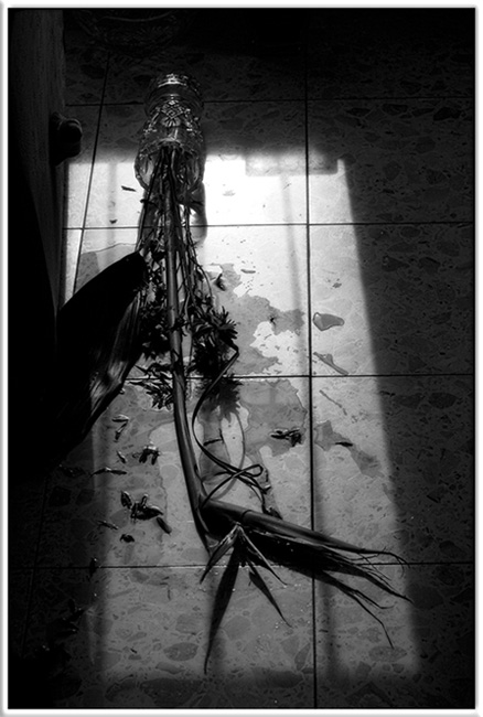 фото "Shatterd heliconia" метки: черно-белые, натюрморт, 