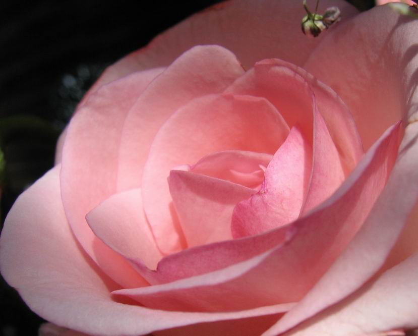фото "Rose" метки: природа, цветы