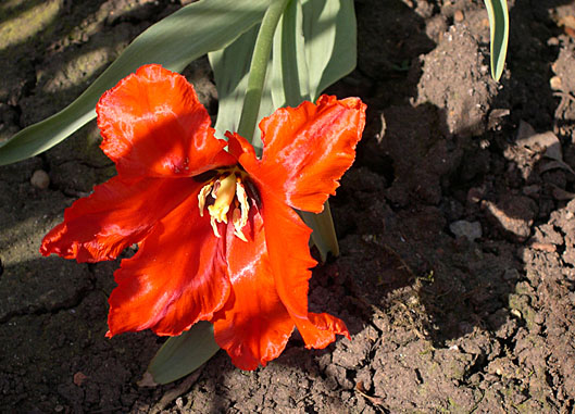 photo "Shaggy tulip and its shadow" tags: nature, flowers