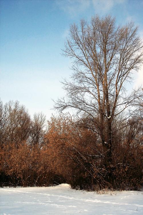 фото "Зима и осень" метки: пейзаж, зима, лес