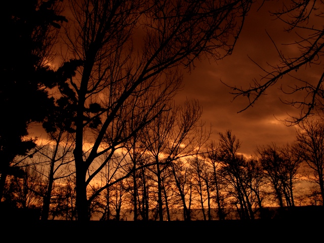 photo "Silhouettes" tags: landscape, forest, sunset